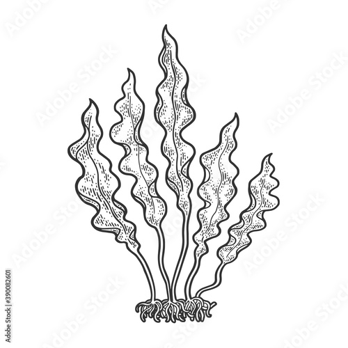 Kelp Laminaria seaweed food plant sketch engraving vector illustration. T-shirt apparel print design. Scratch board imitation. Black and white hand drawn image.