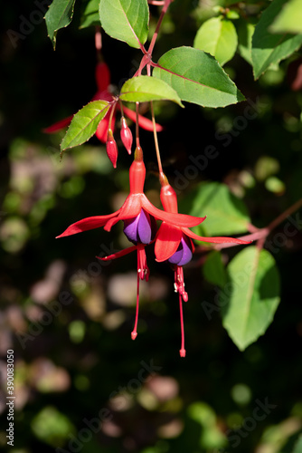 Red fuchsia flowers close up
