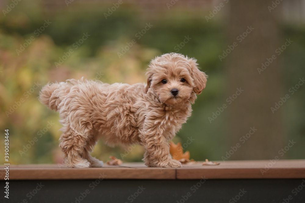 Adorable Maltese and Poodle mix Puppy (or Maltipoo dog), running and  jumping happily, in the park. Autumn Fall season Stock Photo | Adobe Stock