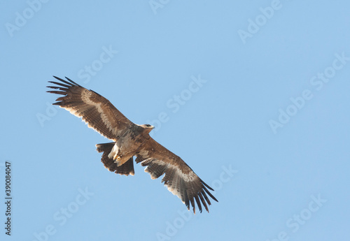 Steppe Eagle, Aquila nipalensis © AGAMI