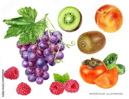 Grape bunch with leaf raspberries kiwi peach and persimmon food set watercolor illustration isolated on white background