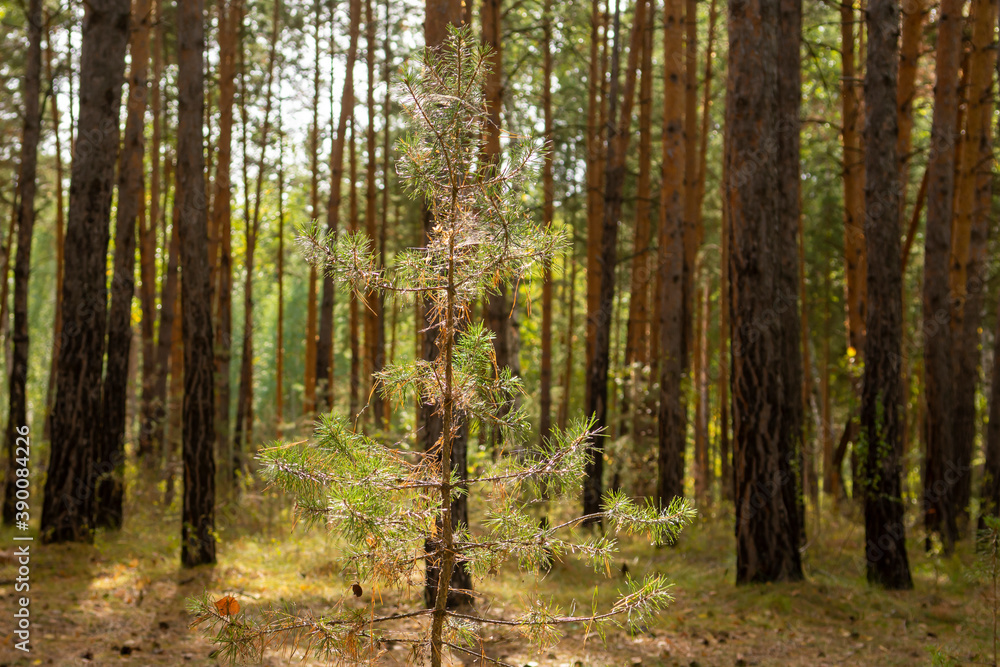 Naklejka premium small pine tree in the autumn forest in the morning sun