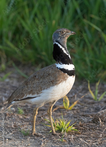 Little Bustard, Tetrax tetrax photo