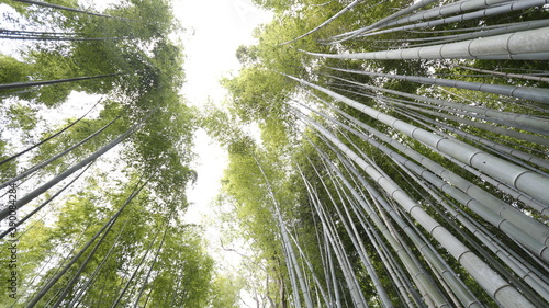 green bamboo on spring  arashiyama  kyoto.