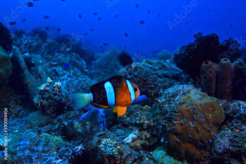 coral reef underwater / lagoon with corals, underwater landscape, snorkeling trip