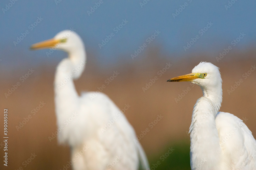 Grote Zilverreiger, Western Great Egret, Ardea alba alba Grote Zilverreiger, Western Great Egret, Ardea alba alba