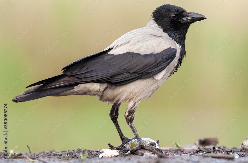 Bonte Kraai, Hooded Crow, Corvus cornix Bonte Kraai, Hooded Crow, Corvus cornix