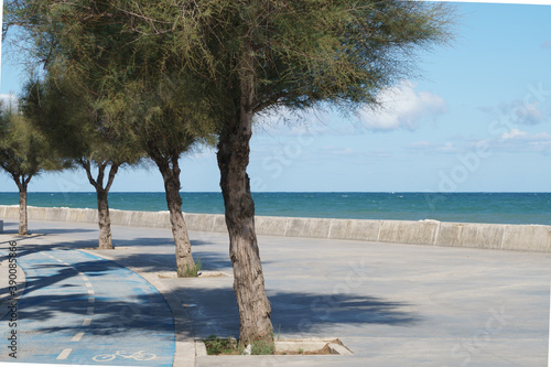 Alberi e mare