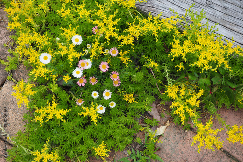 万年草とエリゲロンの花 photo