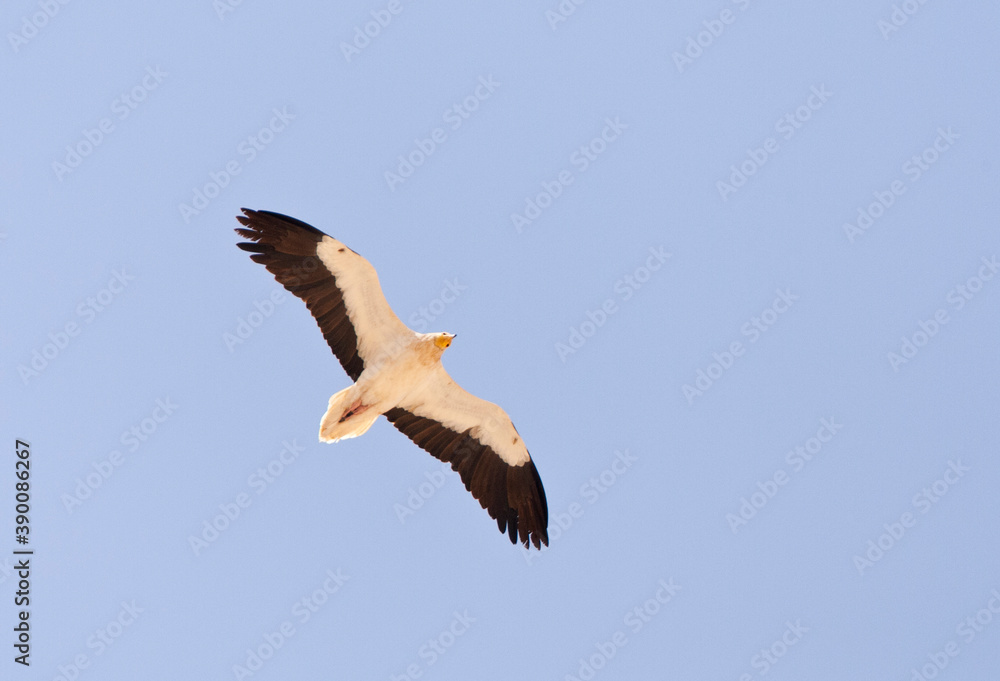 Aasgier, Egyptian Vulture, Neophron percnopterus Aasgier, Egyptian Vulture, Neophron percnopterus