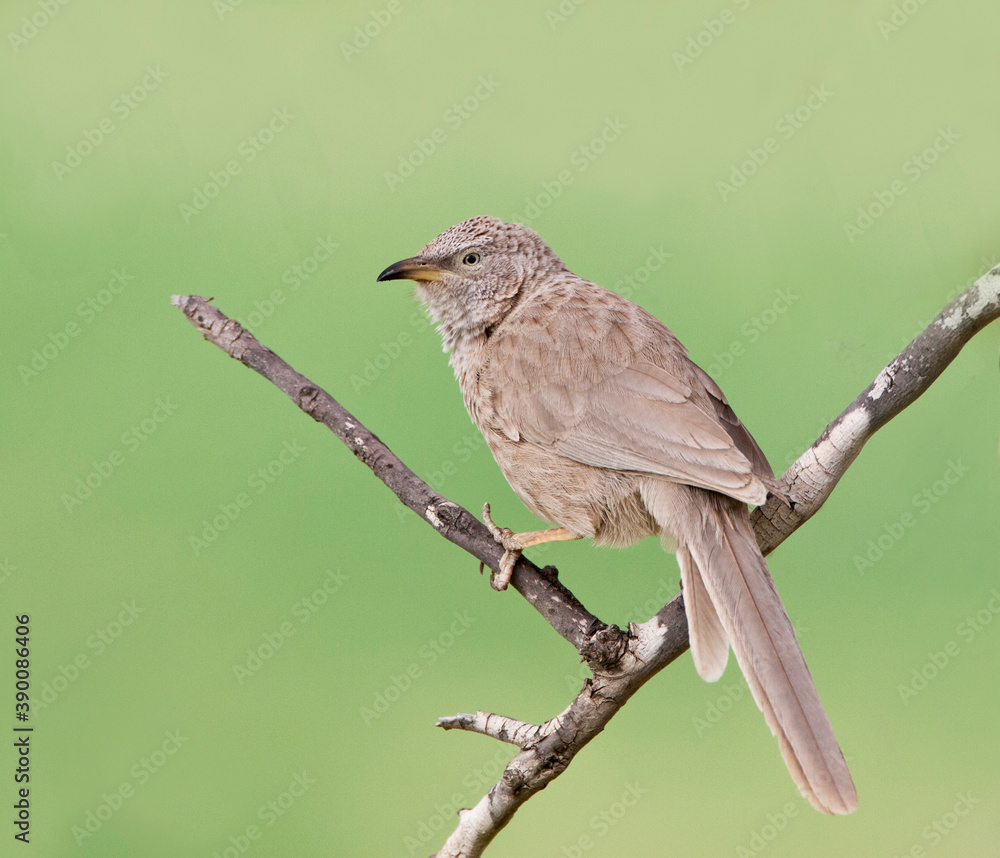 Fototapeta premium Arabische Babbelaar, Arabian Babbler, Turdoides squamiceps