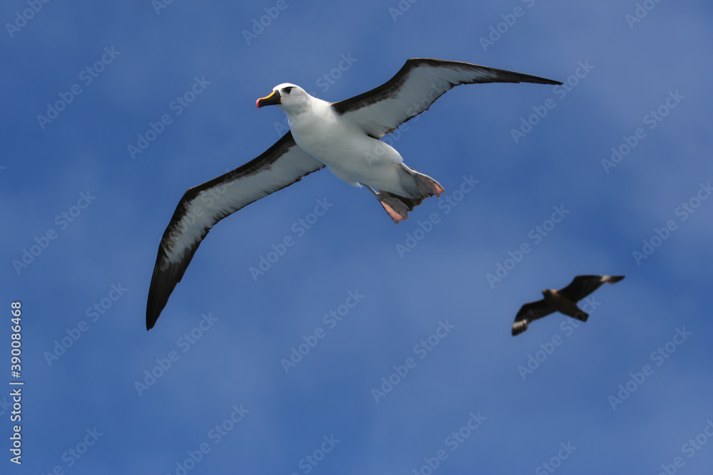 Obraz premium Atlantische Geelsnavelalbatros, Atlantic Yellow-nosed Albatross