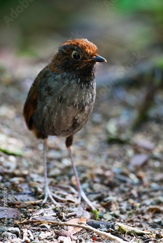 Bicolored Antpitta, Grallaria rufocinerea photo