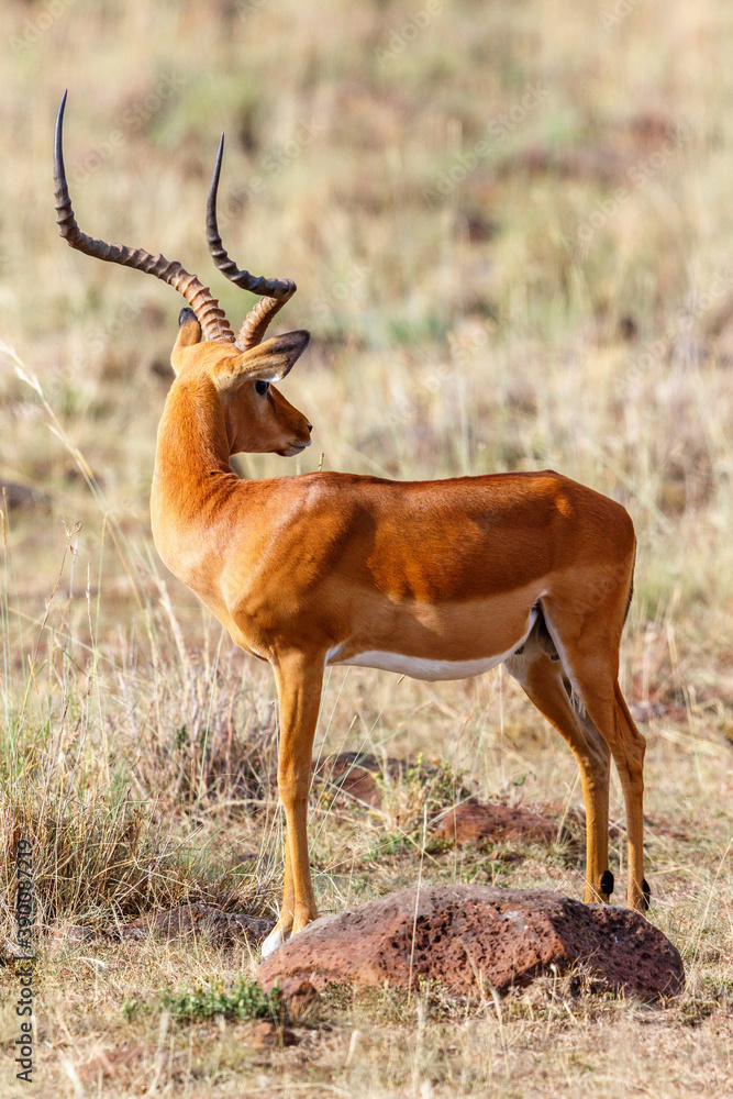 Impala on the savannah in Africa Impala on the savannah in Africa