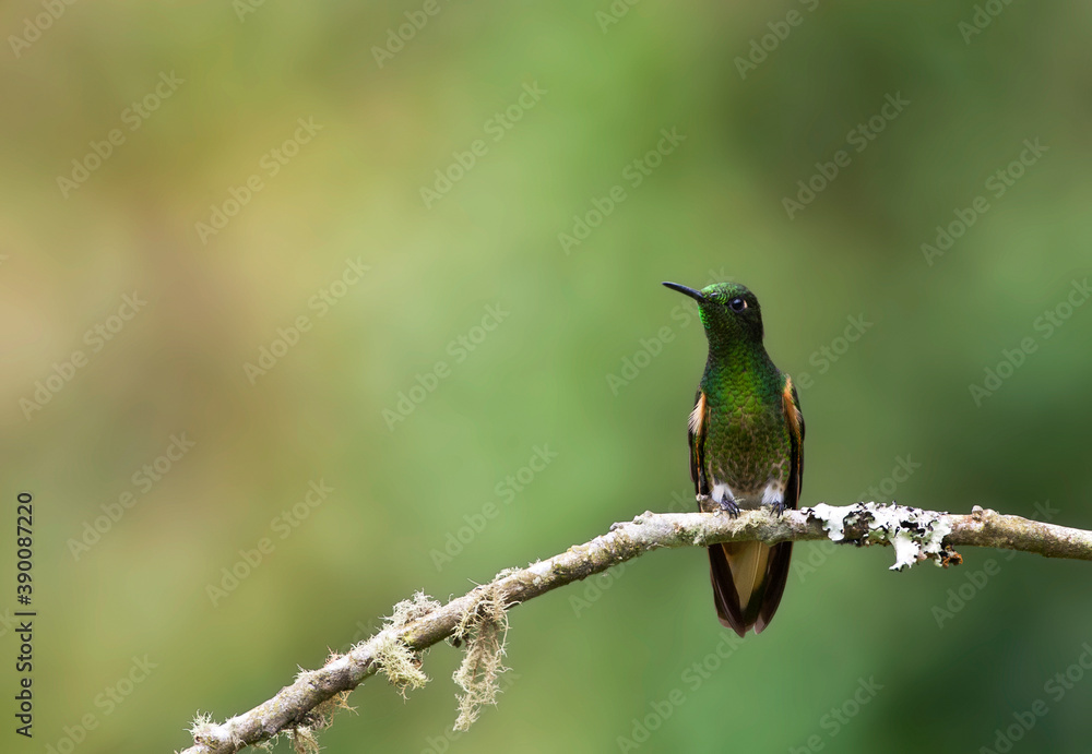 Fototapeta premium Bruinstaart-hoornkolibrie, Buff-tailed Coronet, Boissonneaua flavescensa