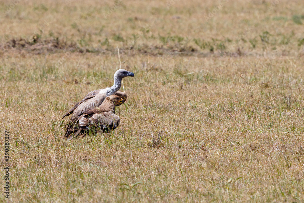 Tawny eagle and a white backed vulture Vulture sitting on the ground and looking Tawny eagle and a white backed vulture Vulture sitting on the ground and looking