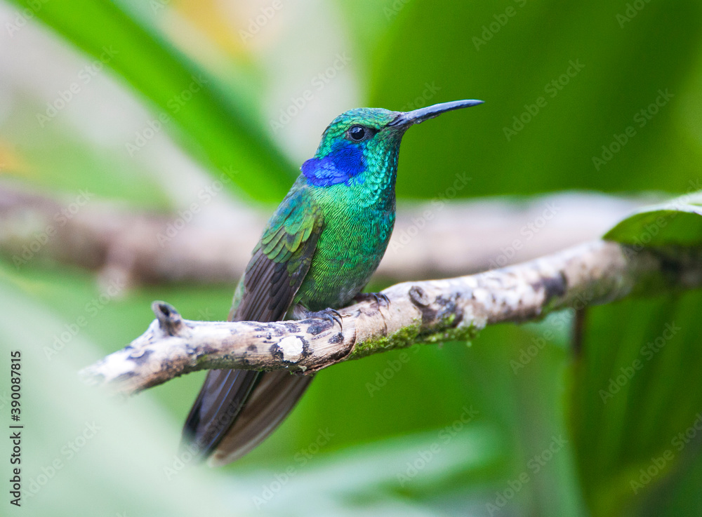 Fototapeta premium Groene Violetoorkolibrie; Green Violetear; Colibri thalassinus