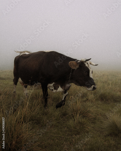 Fototapeta Naklejka Na Ścianę i Meble -  highland cow in a field