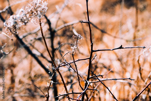 plant with last year's seeds in spring garden