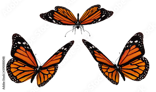 Drei Schmetterlinge, Freisteller