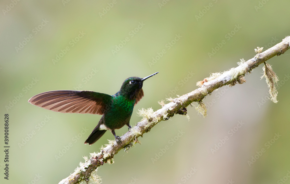 Fototapeta premium Tourmaline sunangel, Toermalijnzonnekolibrie, Heliangelus exortis