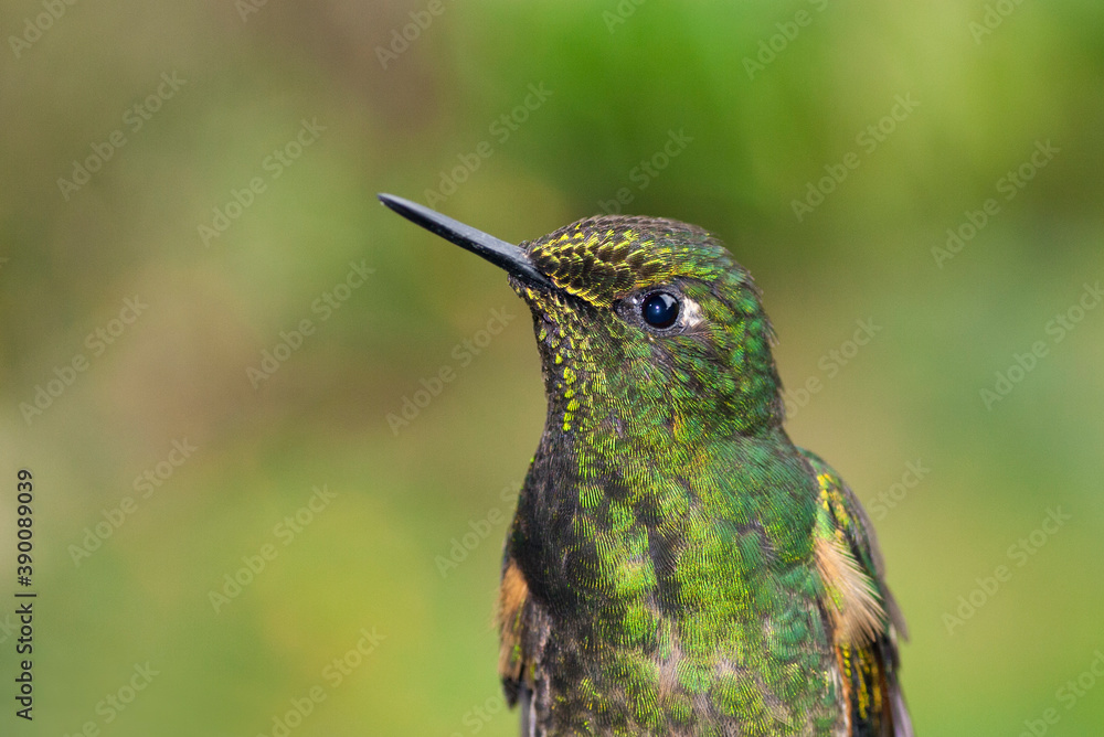 Obraz premium Buff-tailed Coronet, Boissonneaua flavescensa
