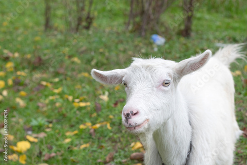 White goat on the grass. Early autumn nature. Domestic animal
