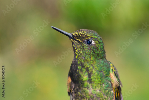 Buff-tailed Coronet, Boissonneaua flavescensa photo