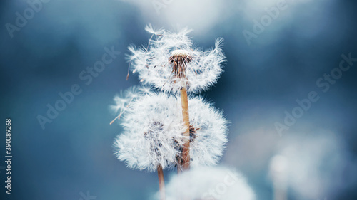 Beautiful flowers of fluffy wild dandelion grow in the field, and the wind blows away its seeds. Summer.