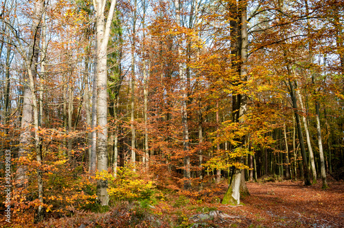 golden autumn forest