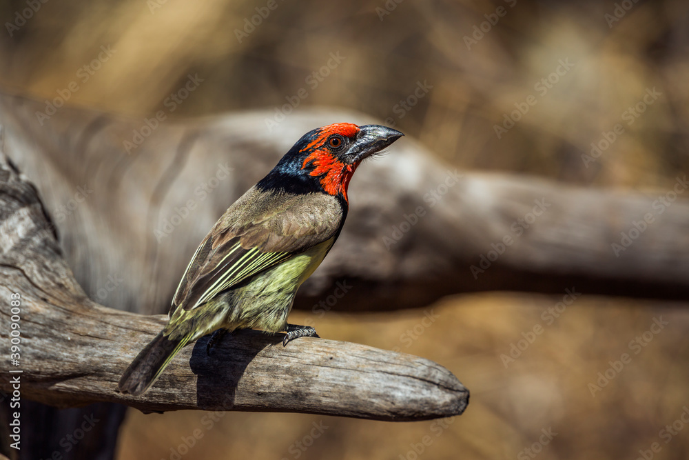Black collared Barbet standing on a log in Kruger National park, South Africa ; Specie Lybius torquatus family of Ramphastidae Black collared Barbet standing on a log in Kruger National park, South Africa ; Specie Lybius torquatus family of Ramphastidae