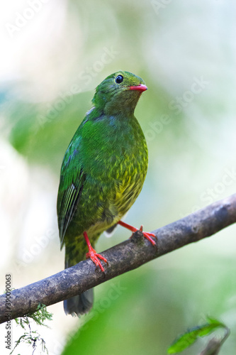 Green-and-black Fruiteater, Pipreola riefferii © AGAMI