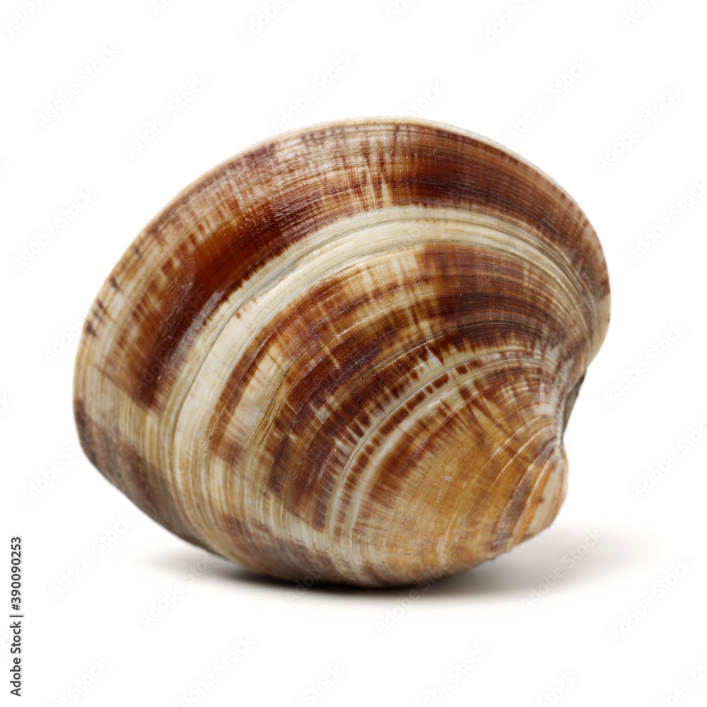 Stacked fresh raw clams on white background Stacked fresh raw clams on white background