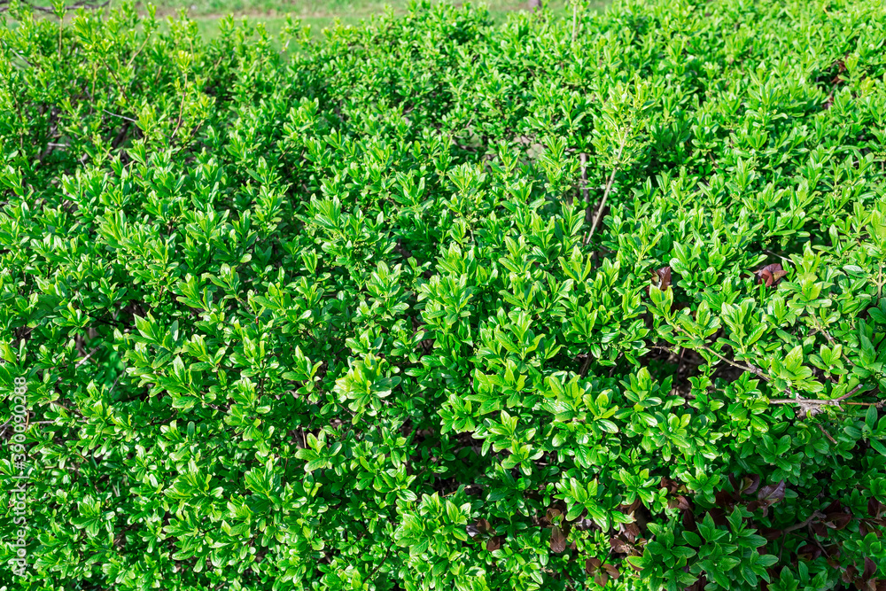 Beautiful green natural background of green leaves in spring. Beautiful green natural background of green leaves in spring.