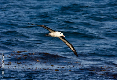 Black-browed Albatross  Thalassarche melanophrys