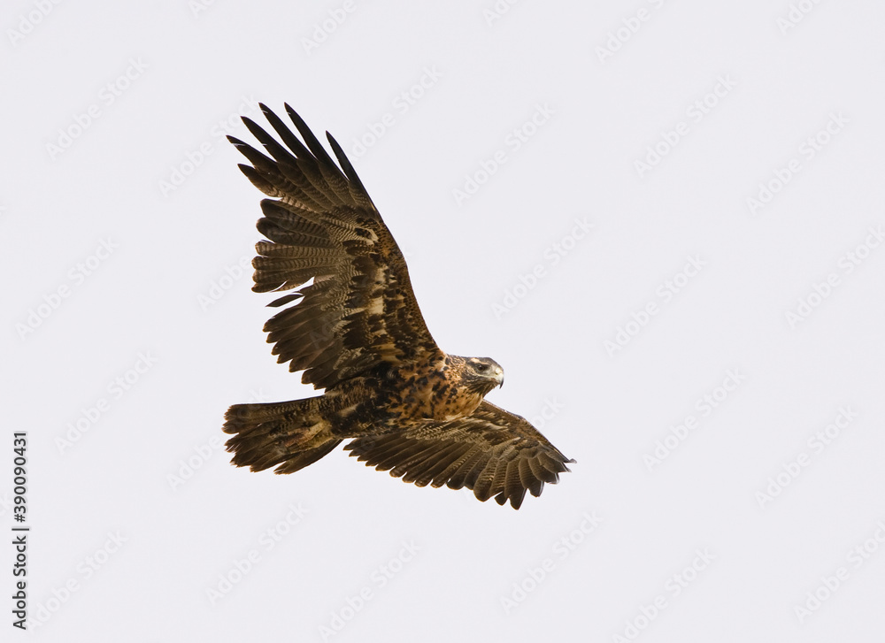 Obraz premium Black-chested Buzzard-Eagle, Geranoaetus melanoleucus
