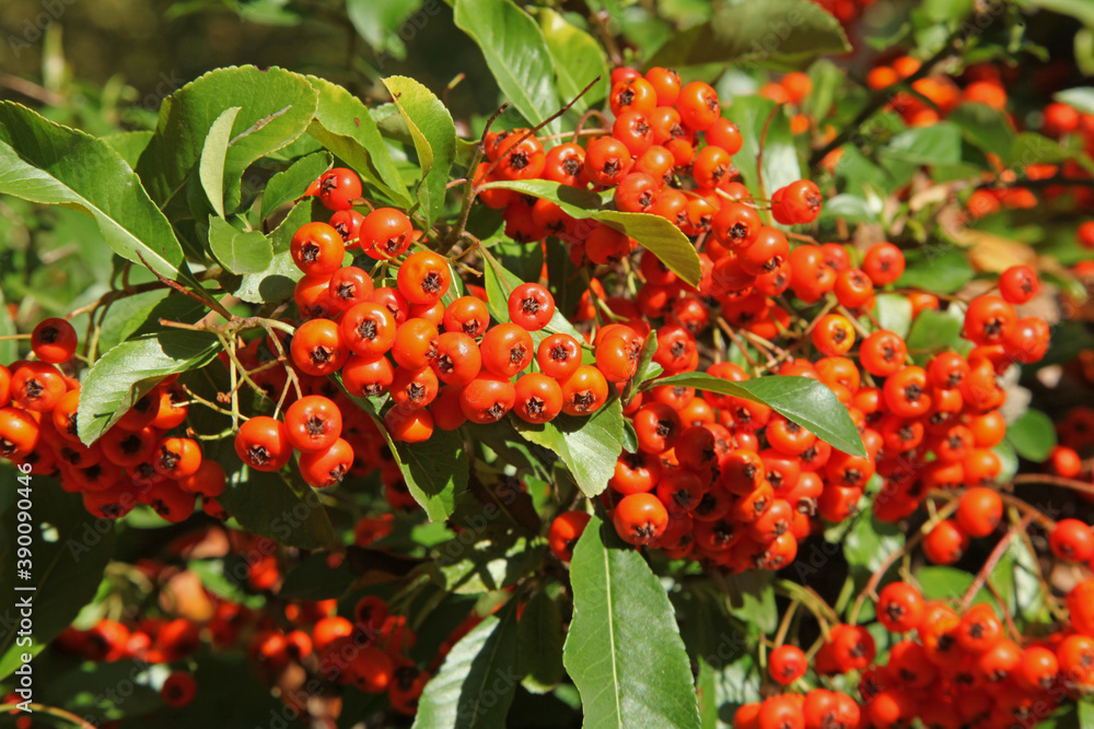 Baies rouges de pyracantha en automne Baies rouges de pyracantha en automne