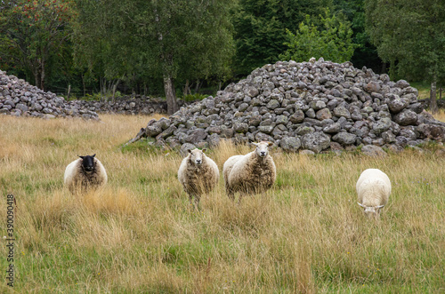 Grazing Sheep - Four grazing sheep in a silvopasture environment in Sweden, concept of animal husbandry as well as of the obedient and steerable flock.