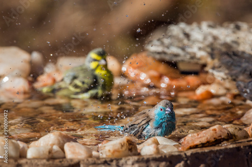 Blue-breasted Cordonbleu and Yellow fronted Canary bathing in waterhole in Kruger National park, South Africa ; Specie Uraeginthus angolensis family of Estrildidae