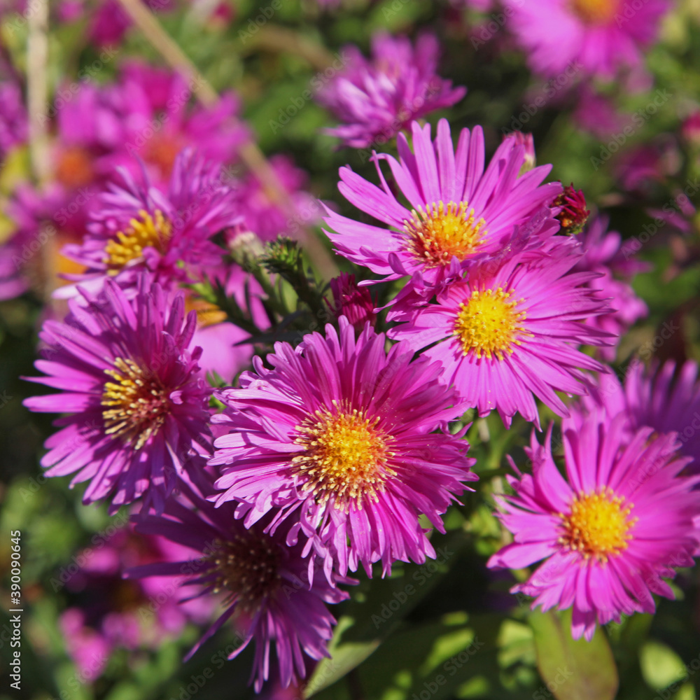 Aster	