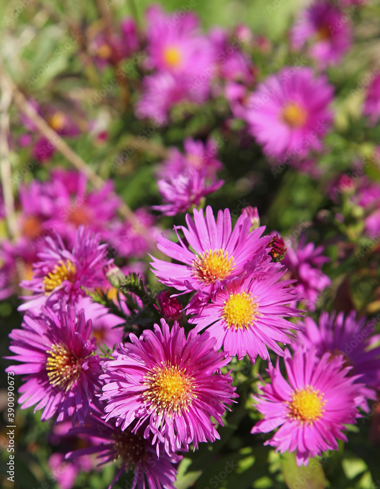 Aster	