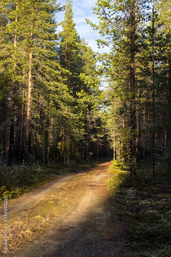 Follow the light in to the woods