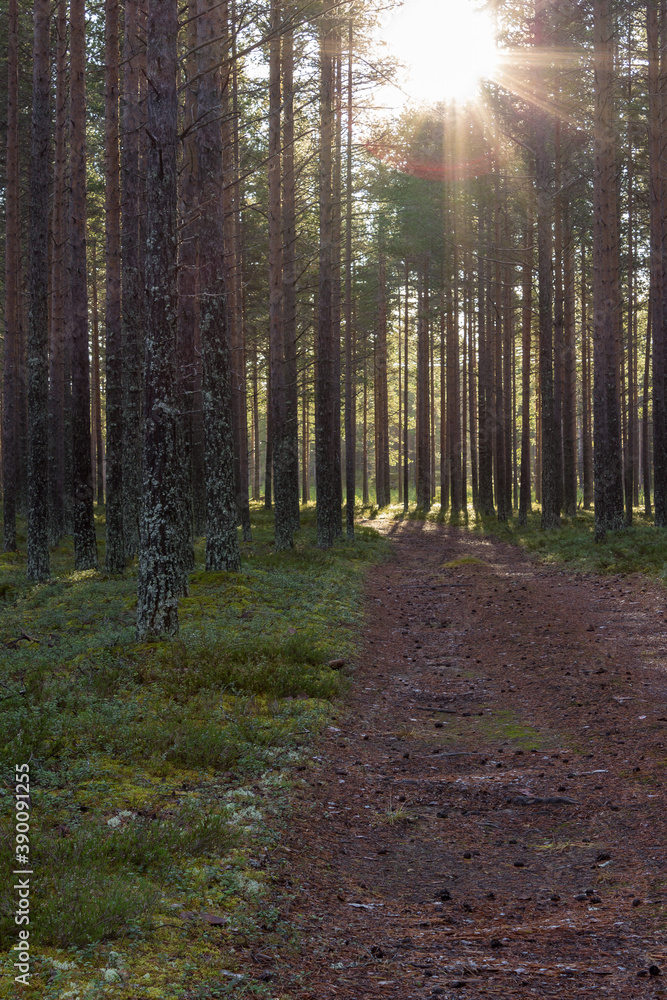 Fototapeta premium The light in the forest
