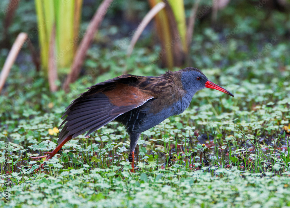 Naklejka premium Bogota Rail, Rallus semiplumbeus