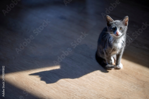 Cute cat and cat's shadow