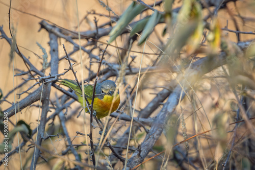 Orange breasted Bushshrike hiding in the bush in Kruger National park, South Africa ; Specie Laniarius brauni family of Malaconotidae photo