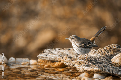 Red backed Scrub Robin standing at waterhole in Kruger National park, South Africa; specie Cercotrichas leucophrys family of Musicapidae photo