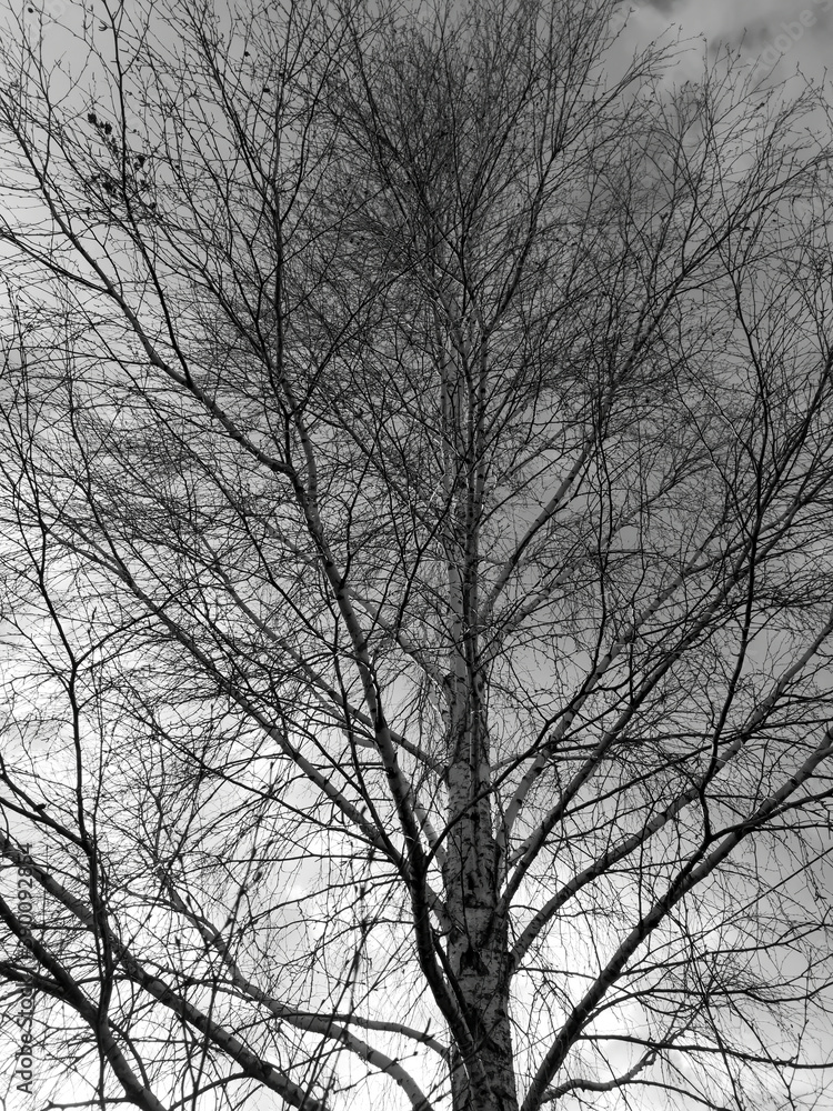Bare tree branches in nature. Bare tree branches in nature.