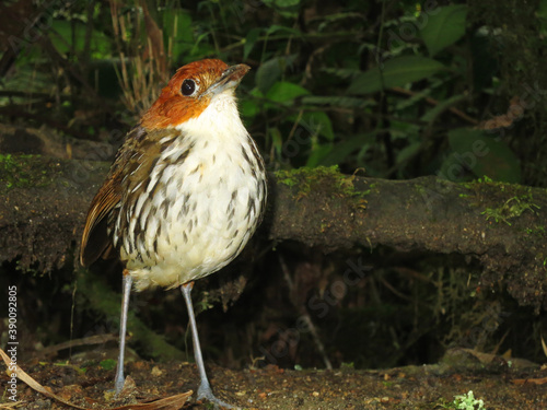 Chestnut-crowned Antpitta, Grallaria ruficapilla photo