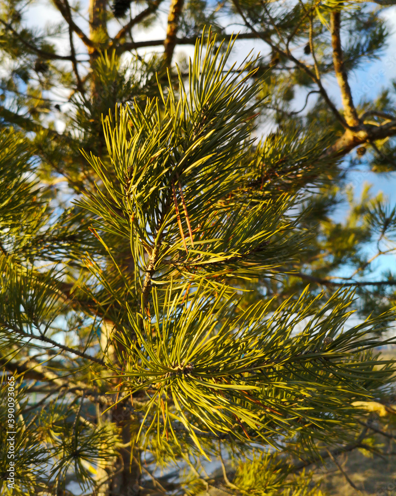 Coniferous tree branches in the park. Coniferous tree branches in the park.